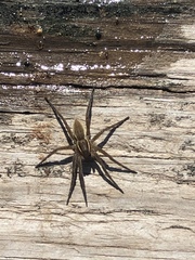 Dolomedes striatus