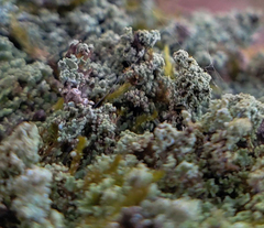 Cladonia parasitica