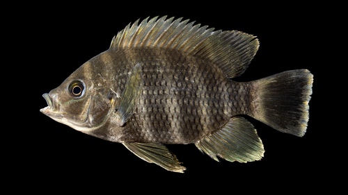 Zebra tilapia (Heterotilapia buttikoferi) — Cichlidae — 3