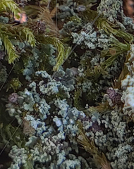 Cladonia parasitica