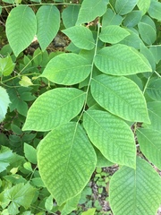 Cladrastis kentukea