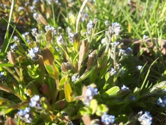 Myosotis stricta