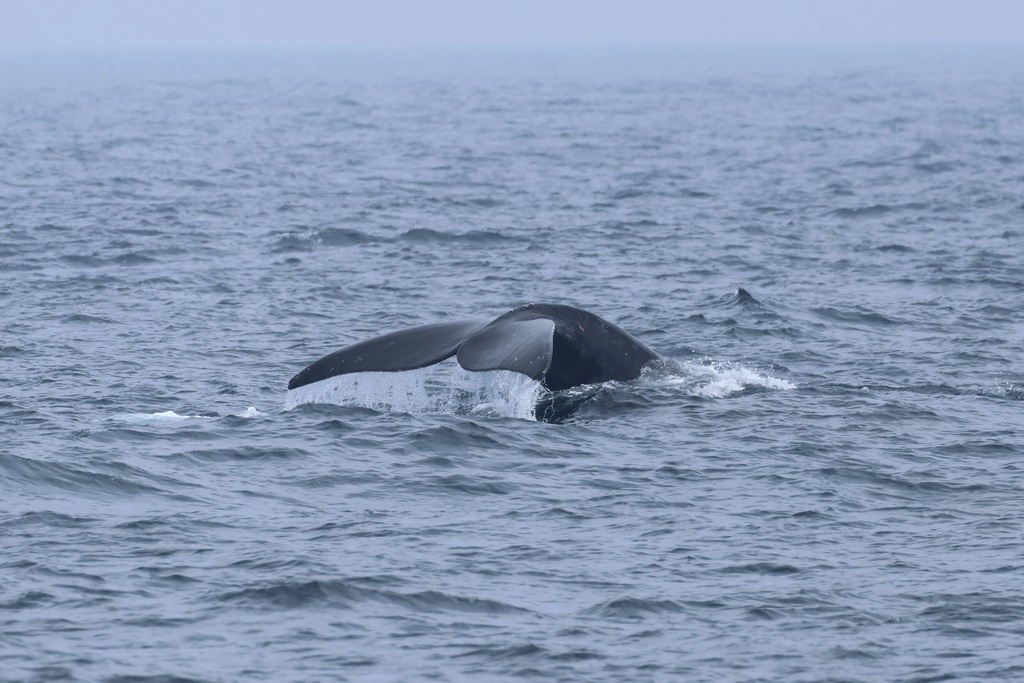 Right whale diving, tail flukes lifting above grey water