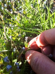 Myosotis stricta