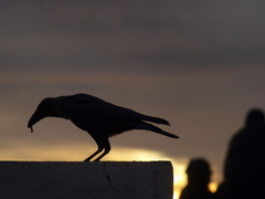 Corvus splendens