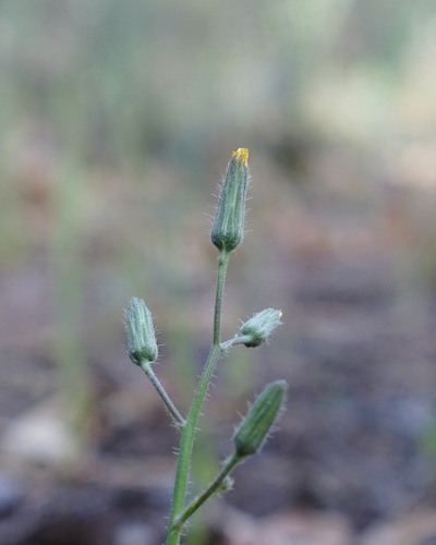 Image of Hieracium fendleri by (c) Andrew Tree, some rights reserved (CC BY)
