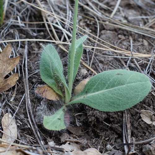 Image of Hieracium fendleri by (c) Andrew Tree, some rights reserved (CC BY)