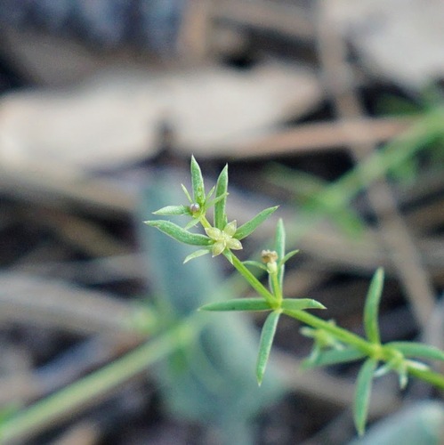 Image of Galium microphyllum by (c) Andrew Tree, some rights reserved (CC BY)