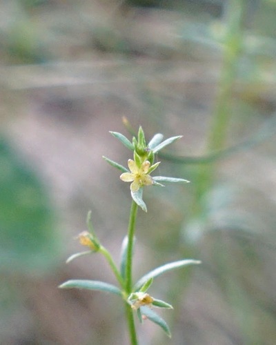 Image of Galium microphyllum by (c) Andrew Tree, some rights reserved (CC BY)
