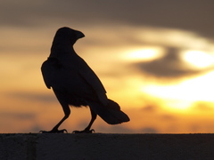 Corvus splendens