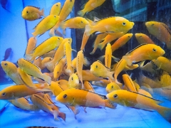 Electric Yellow photo 5