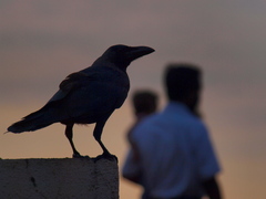 Corvus splendens