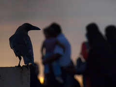 Corvus splendens