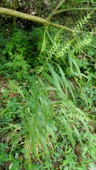 Elymus hystrix hystrix