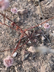 Eriogonum nortonii