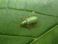 Polydrusus pterygomalis