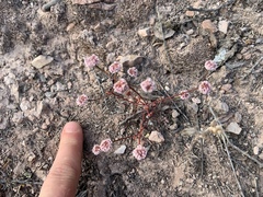 Eriogonum nortonii