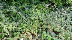 Cyperus aquatilis