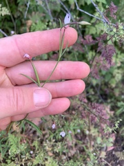 Clarkia epilobioides
