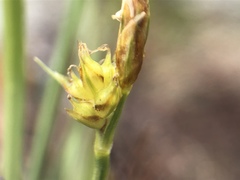 Carex tonsa tonsa