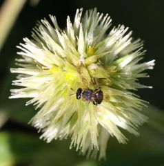 Cyathula uncinulata
