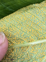 Uromyces ari-triphylli