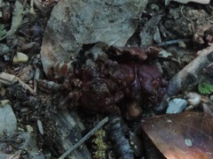 Andricus dentimitratus