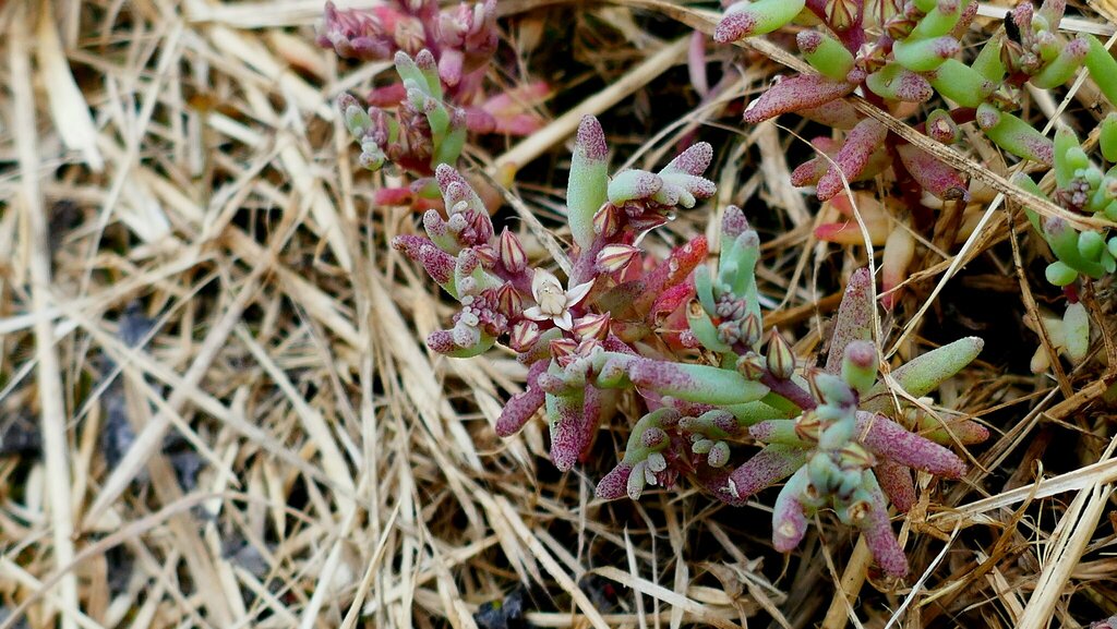 Sedum rubens L.