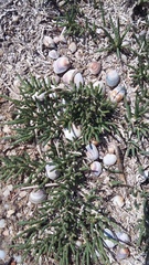 Halocnemum strobilaceum