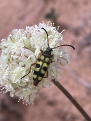 Typocerus