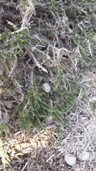 Halocnemum strobilaceum