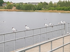 Chroicocephalus ridibundus