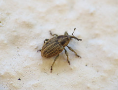 Sibinia pellucens