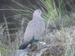 Metriopelia melanoptera