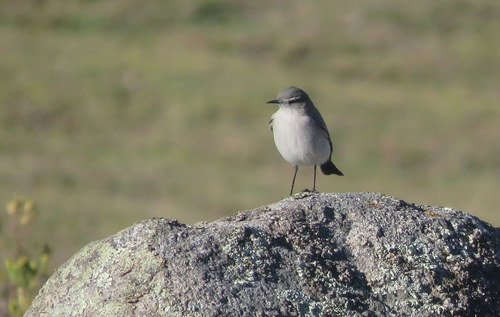 Muscisaxicola cinereus