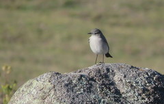 Muscisaxicola cinereus