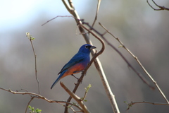 Passerina rositae