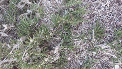 Halocnemum strobilaceum