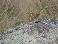 Anthus hellmayri