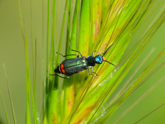 Malachius australis
