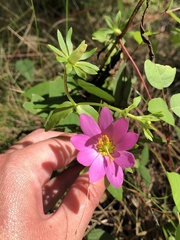 Sabatia dodecandra, photograph (c) Marissa Calvert, some rights reserved (CC BY)