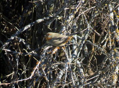 Poospiza baeri