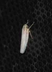 Cofana spectra