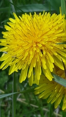 Taraxacum officinale