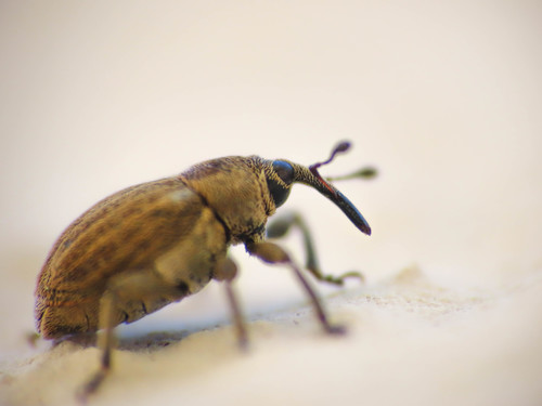 Sibinia pellucens