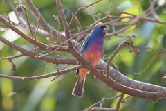 Passerina rositae