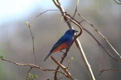 Passerina rositae