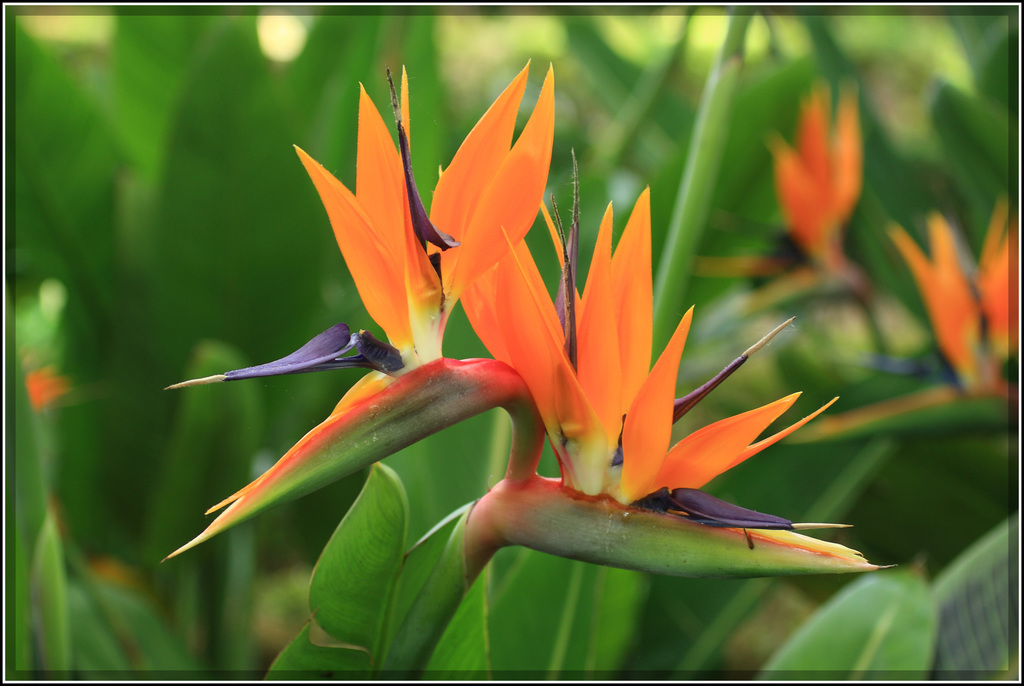 Ave del paraíso (Plantas que atraen aves) · NaturaLista Mexico