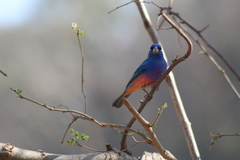 Passerina rositae