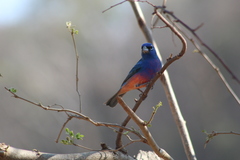 Passerina rositae